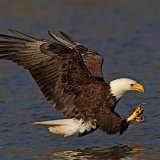 12SB1961 American Bald Eagle